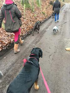 Tierphysiotherapeutischer Spaziergang mit Hundehaltern