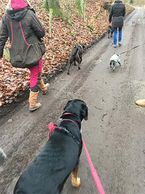 Tierphysiotherapeutischer Spaziergang mit Hundehaltern