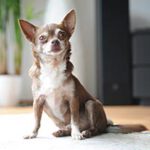 Chihuahua schaut sitzend in die Kamera
