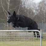 Schwarzer Hund springt über Zaun.