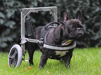 Behinderter Hund mit Rollwagen