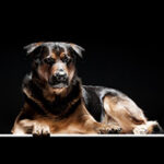 Schöner Hund vor schwarzem Hintergrund