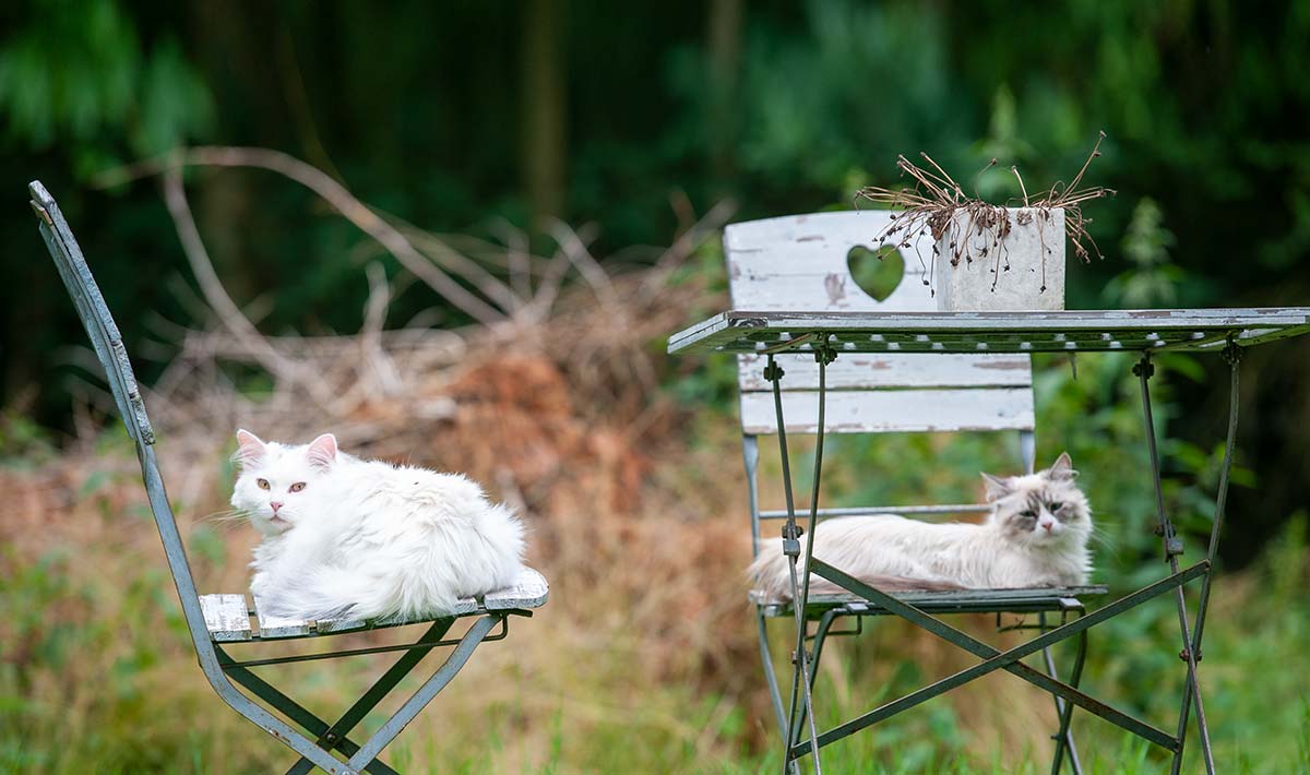 Zwei Katzen im liegen im Garten auf alten Stühlen