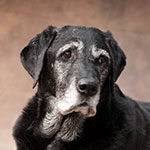 Tierphysiotherapie, Alter Labrador