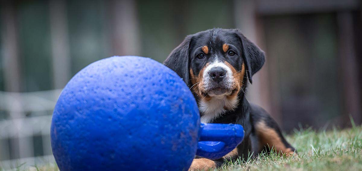 Tierphysiotherapie, Großer Schweizer Sennenhundwelpe liegt neben großem blauen Ball zum Spielen